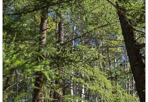 20160929-47 3340-L'Echalp retour balade belvedere du Viso