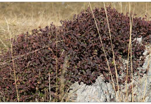 20161004-33 3789-Au Col de Vars myrtilliers