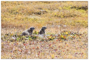 20160928-73 3111-Marmottes