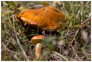 20161005-25 3911-Dans la vallee du Rabioux Champignon bolet jaune ou elegant