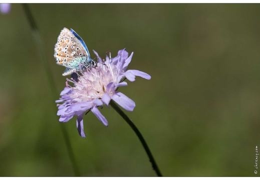 20161005-26 3916-Dans la vallee du Rabioux Papillon Azure du Serpolet