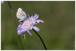 20161005-26 3916-Dans la vallee du Rabioux Papillon Azure du Serpolet