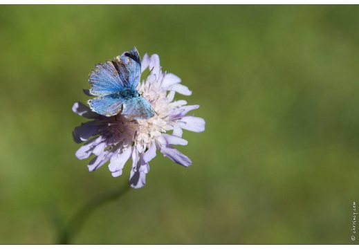 20161005-28 3923-Dans la vallee du Rabioux Papillon Azure du Serpolet