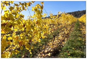 20161030-26 5277-Bruley Vignes