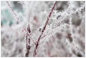 20170122-16 6643-Givre en haute savoie