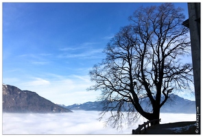 Arbres