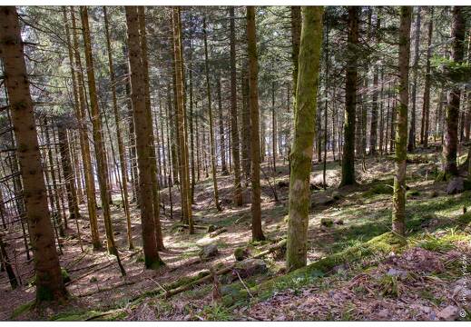 20170330-08 7221-Lispach balade boule du diable