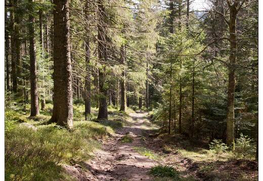 20170330-09 7243-Lispach balade boule du diable