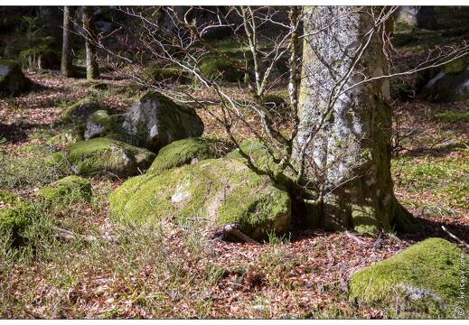 20170330-12 7247-Lispach balade boule du diable