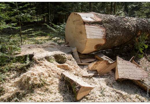 20170330-13 7225-Lispach balade boule du diable