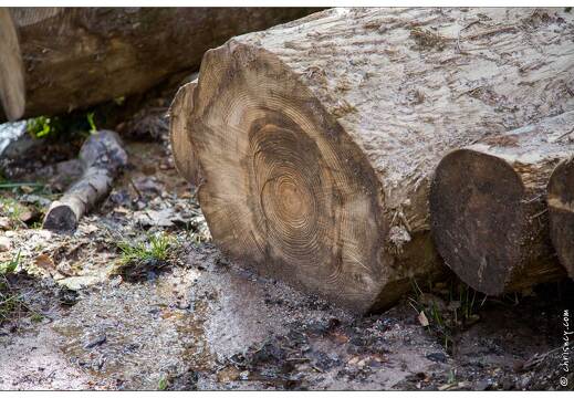 20170330-14 7246-Lispach balade boule du diable