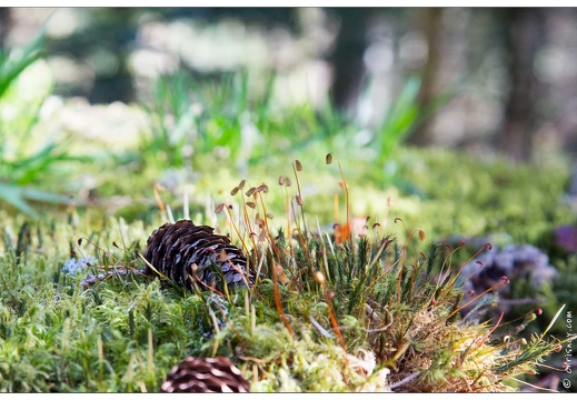 20170330-17 7254-Lispach balade boule du diable