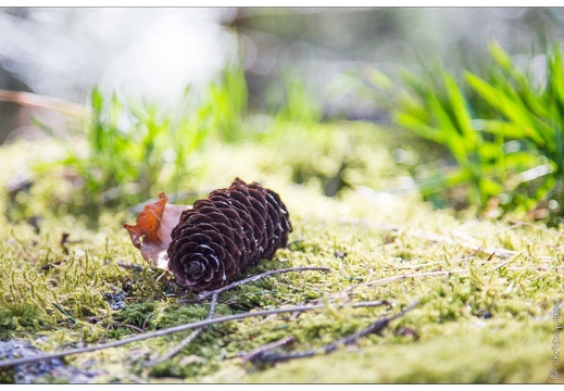 20170330-18 7250-Lispach balade boule du diable
