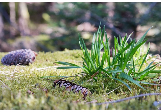 20170330-19 7252-Lispach balade boule du diable