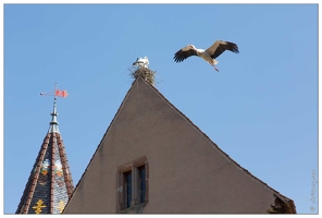 20170406-078 7436-Eguisheim cigognes