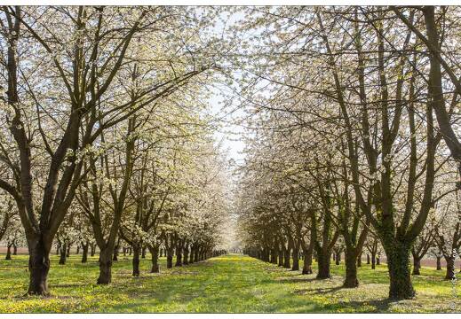 20170406-110 7478-Eguisheim cerisiers en fleur