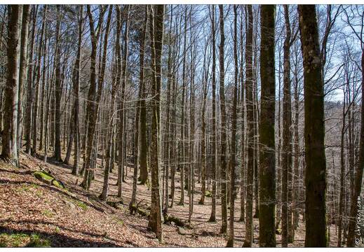 20170408-04 7594-Balade Les Champis