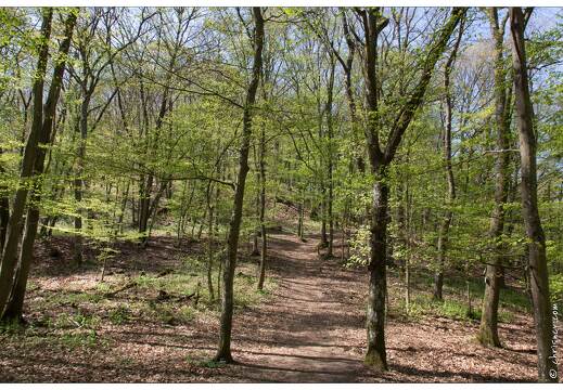 20170407-02 7482-Chateau de Pflixbourg