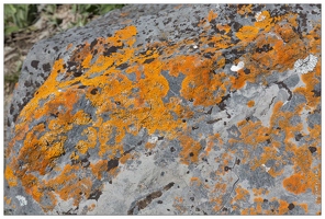 20170509-44 9568-Maljasset Lichens ornithocoprophage