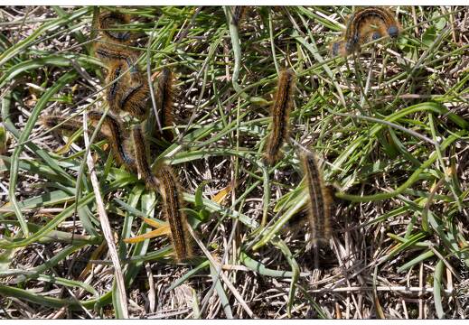 20170509-24 9560-chenilles de livree des pres