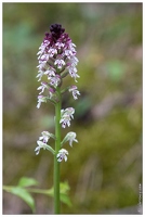 20170526-0879-Serres Orchis brule