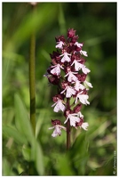 20170527-1077-Serres orchis pourpre