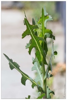 20170610-05 1501-laitue scarole ancetre laitue cultivee