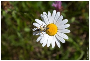 20170615-16 1557-La Bresse Strangalie tachetee sur marguerite