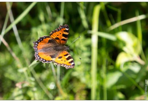 20170615-19 1563-La Bresse papillon la petite tortue
