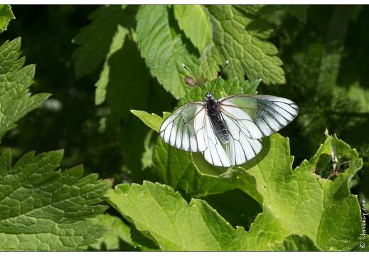 20170615-17 1552-La Bresse Papillon Gaze Pieride de l'aubepine