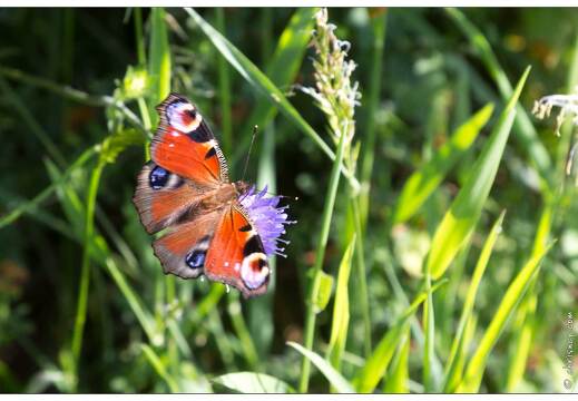 20170615-18 1554-La Bresse Papillon Paon du jour