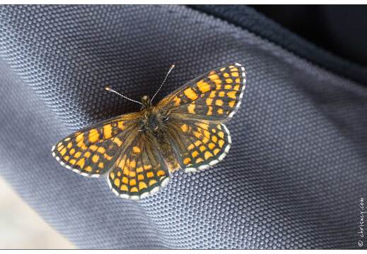 20170617-30 1776-Melitee des Digitales au Lac de Fischboedle