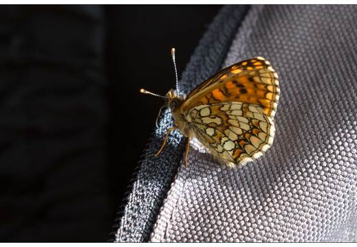 20170617-31 1778-Melitee des Digitales au Lac de Fischboedle
