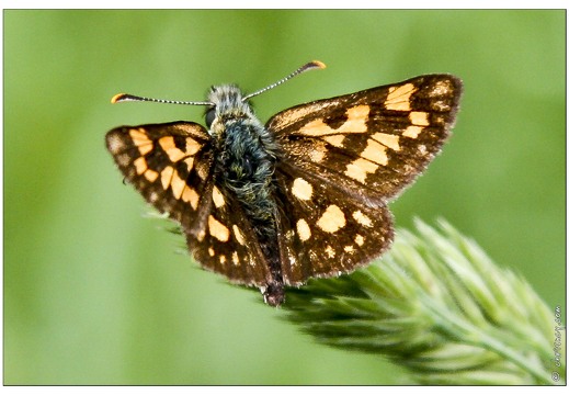 20070527-12 2420-Papillon Hesperie echiquier w