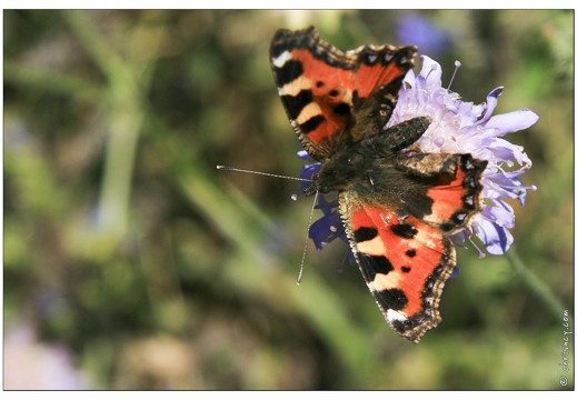 20070826-45 2269-Papillon la petite tortue w