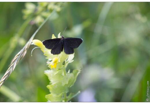 20170625-1863-Papillon le ramoneur odezia atrata