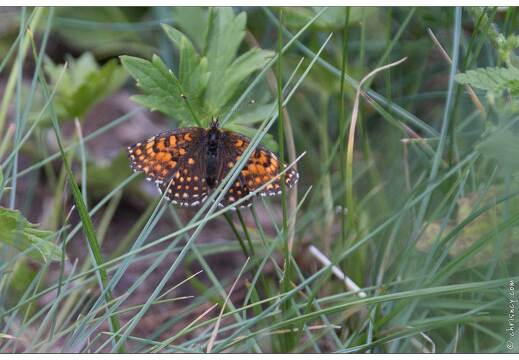 20170625-1853-Papillon Melitee du Melampyre