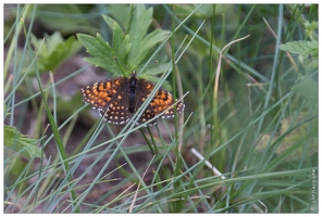 20170625-1853-Papillon Melitee du Melampyre