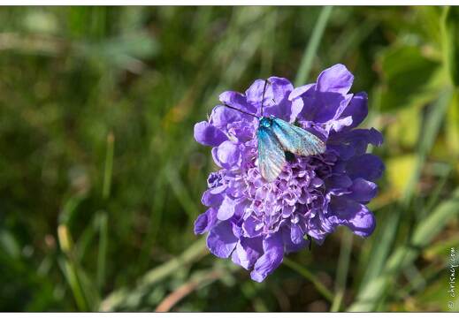 20170625-23 1946-papillon zygene turquoise sur scabieuse