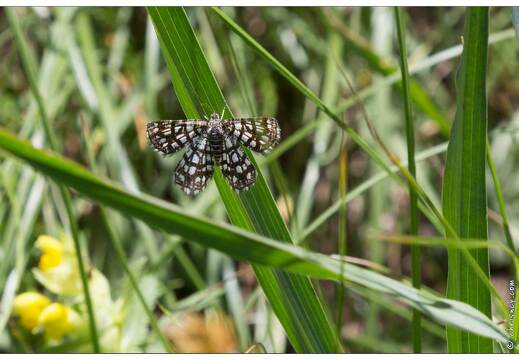 20170625-22 1937-Papillon Geometre a barreaux Chiasmia clathrata