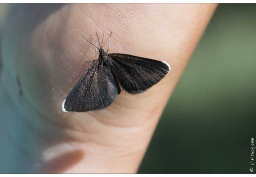 20170625-21 2109-Papillon le ramoneur odezia atrata