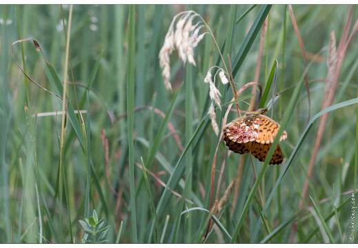 20170625-1857-Papillon Petite violette