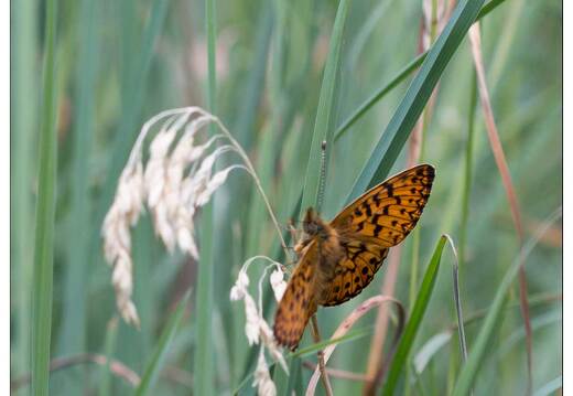 20170625-1858-Papillon Petite violette