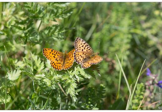 20170625-1862-Papillon Petite violette