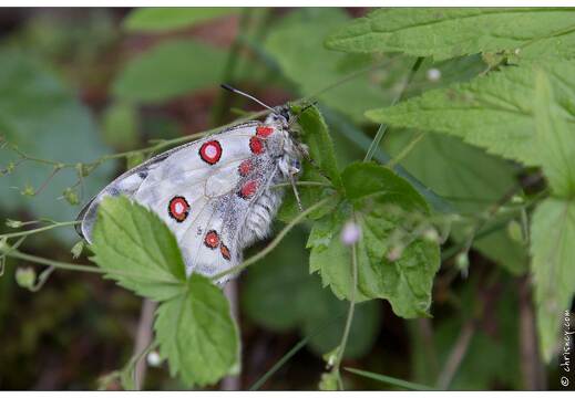 20170629-08 2700-papillon grand apollon