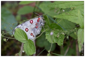 20170629-08 2700-papillon grand apollon