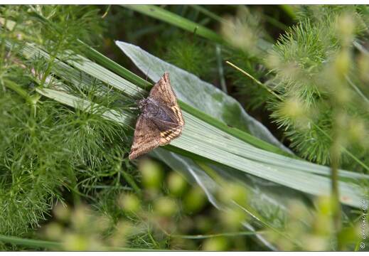 20170627-03 2380-papillon doublure jaune