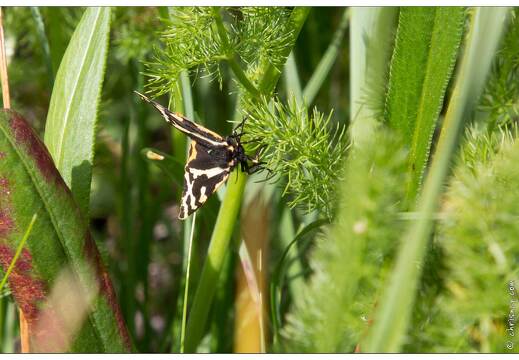 20170627-02 2378-papillon ecaille martre a confirmer