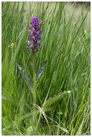 20170625-44 1837-dactylorhiza de mai orchidee