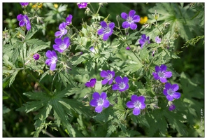 20170625-49 1976-geranium des pres